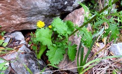 Jacobaea delphiniifolia