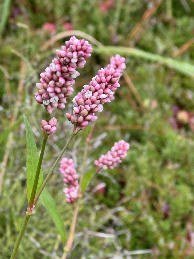 Persicaria maculosa