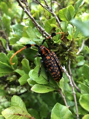 Aristobia approximator