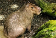 Hydrochoerus