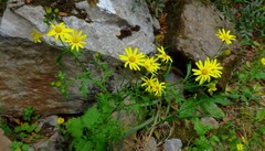 Jacobaea delphiniifolia
