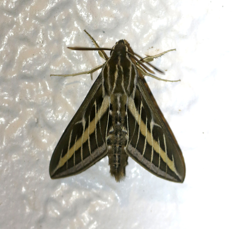 White-lined Sphinx