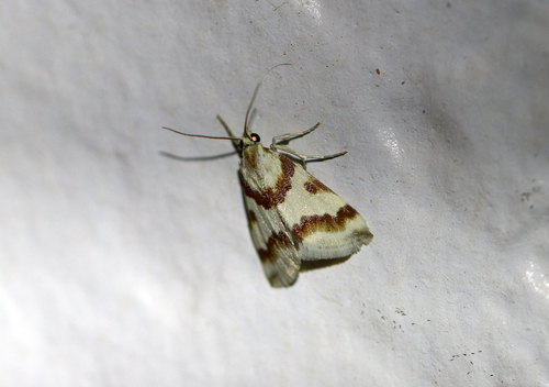 Rufous-banded Crambid Moth
