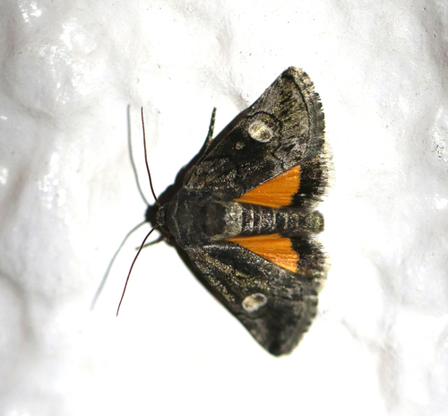 Copanarta aurea