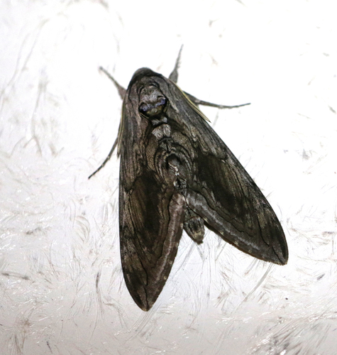 Five-spotted Hawk Moth