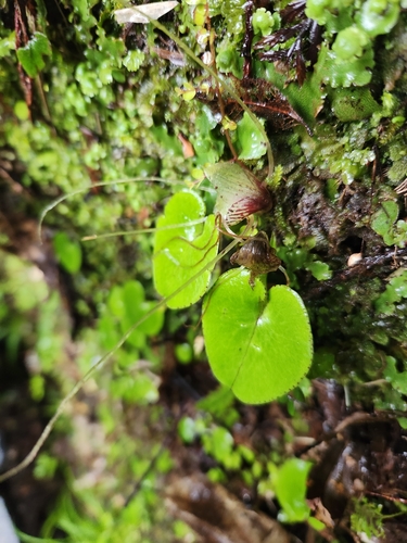 Image of Corybas hatchii by (c) Archie, some rights reserved (CC BY)