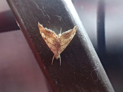 Scybalistodes periculosalis