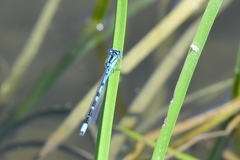 Enallagma risi