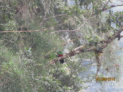 Pharomachrus auriceps