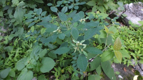 Euphorbia luciismithii