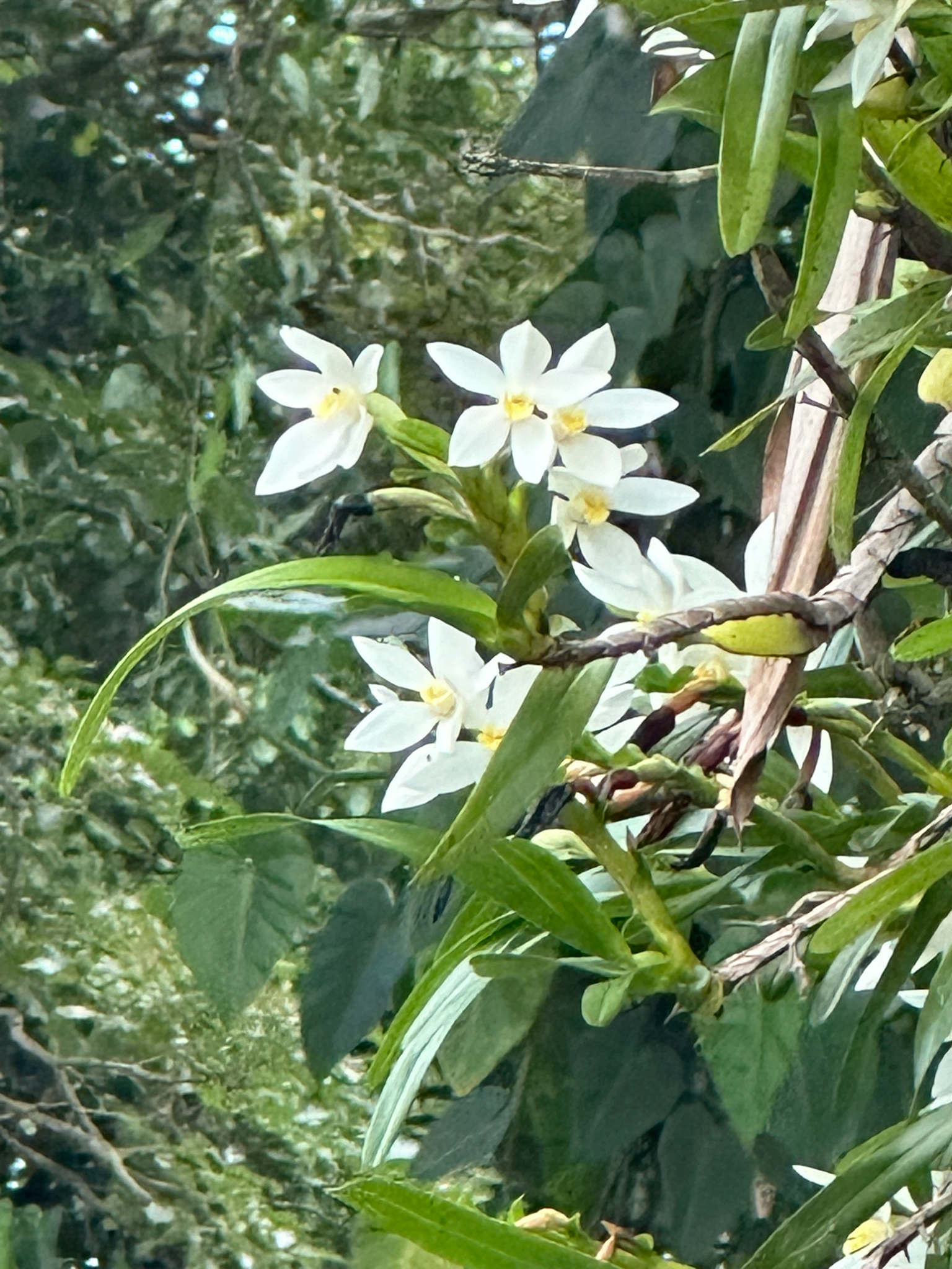 Imagem de Orquídea-amarela