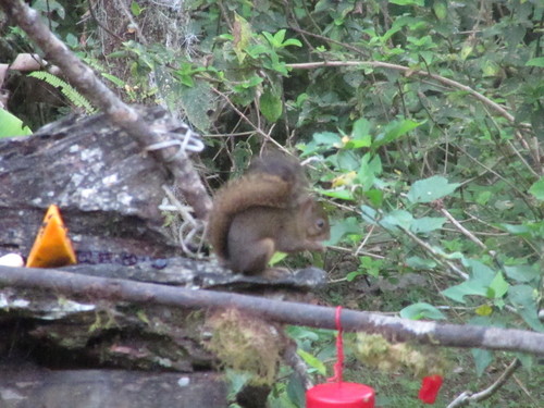 Sciurus ignitus