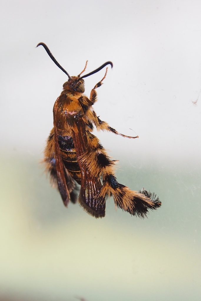 Melittia tabanus