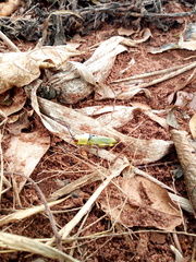 Zonocerus variegatus