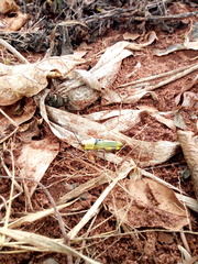 Zonocerus variegatus