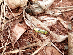 Zonocerus variegatus