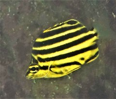 Stripey photo 4