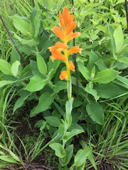 Dichromanthus aurantiacus