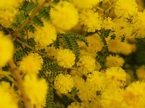 Wyalong Wattle (Acacia cardiophylla)
