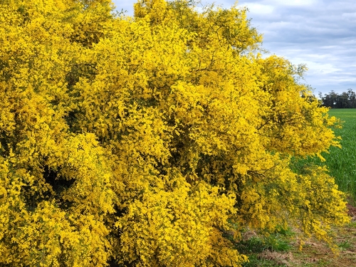 Image of Acacia cardiophylla by (c) jaimshae, some rights reserved (CC BY)