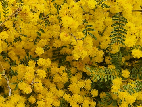 Image of Acacia cardiophylla by (c) jaimshae, some rights reserved (CC BY)