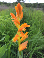 Dichromanthus aurantiacus