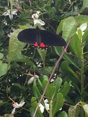 Parides erithalion polyzelus
