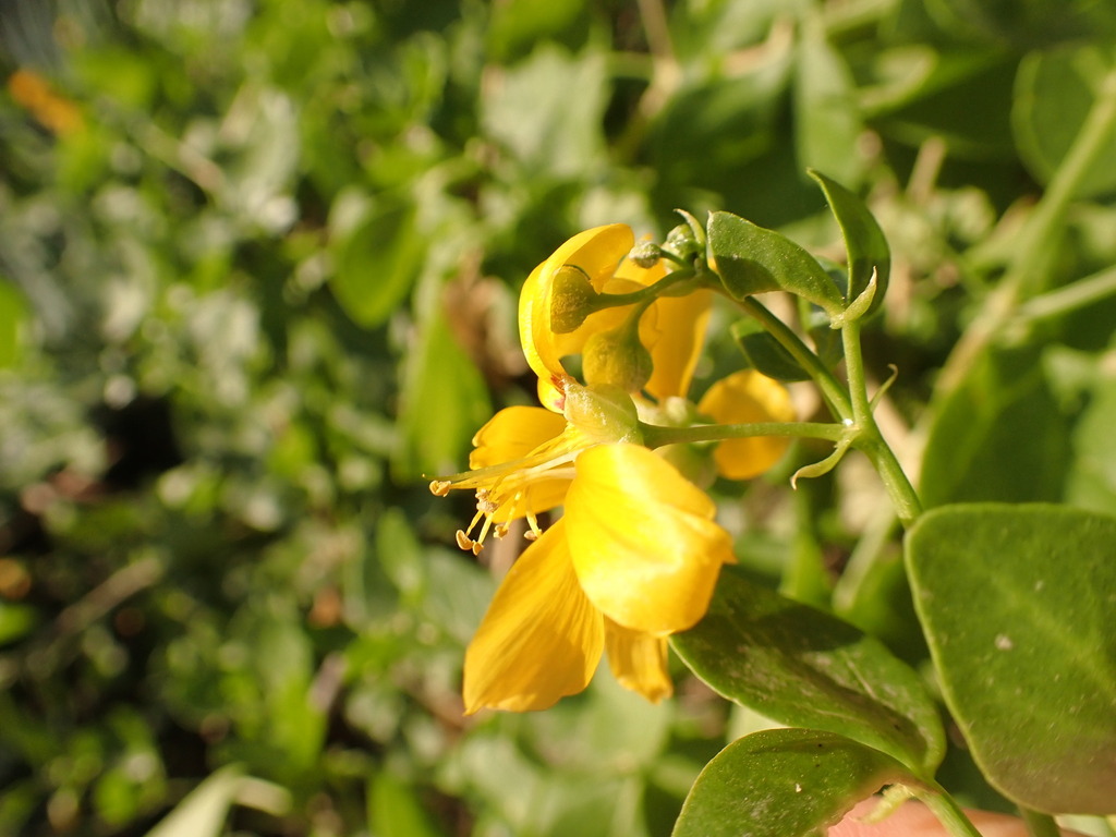 Roepera foetida; photograph (c) agujaceratops, some rights reserved (CC BY)