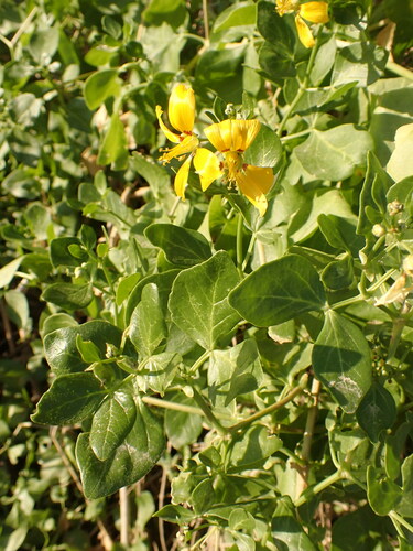 Slime Twinleaf (Roepera foetida)