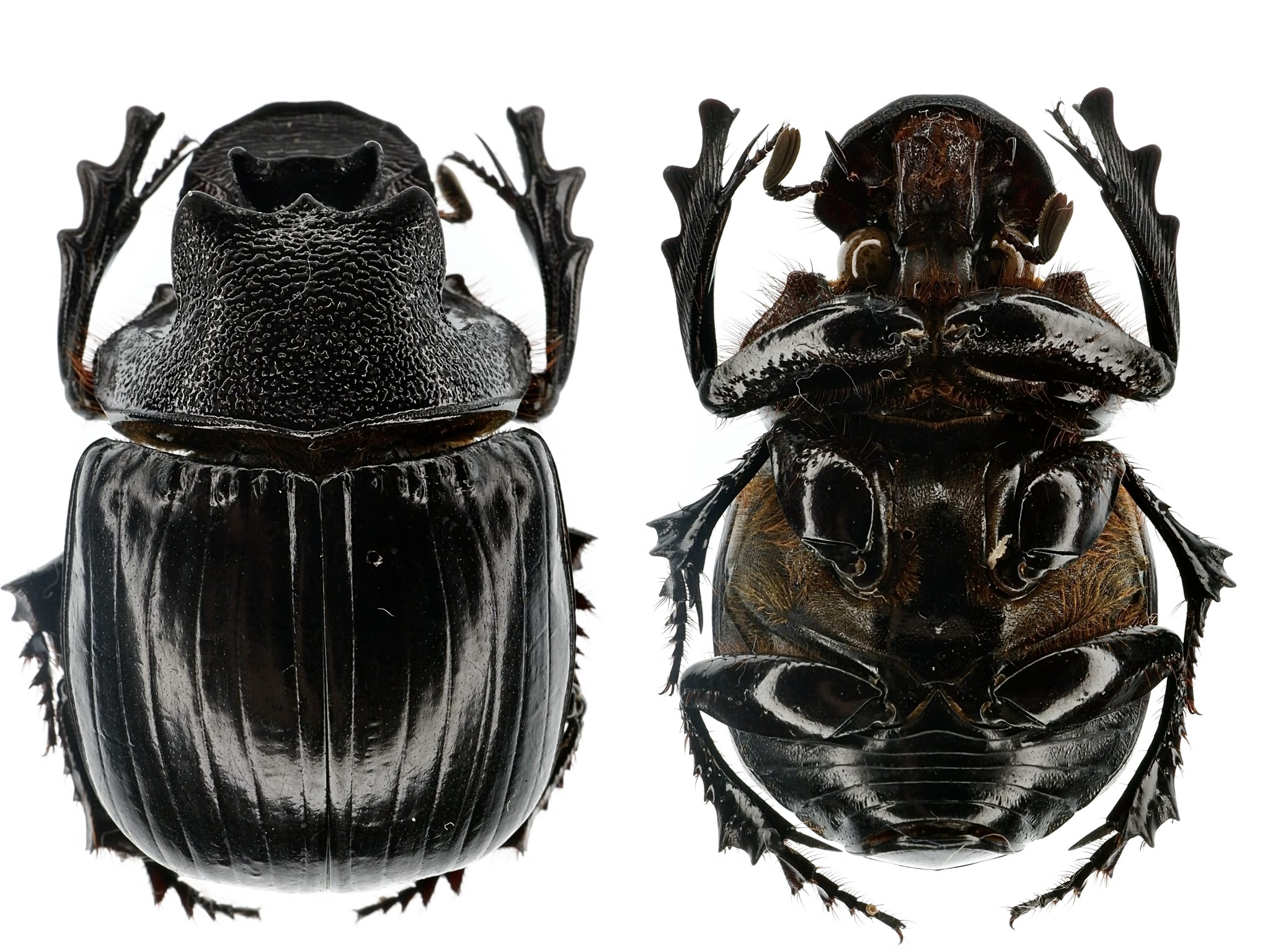 Giant Dung Beetles (Genus Heliocopris) · iNaturalist