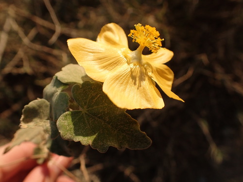 Abutilon sonneratianum (Abutilon sonneratianum)