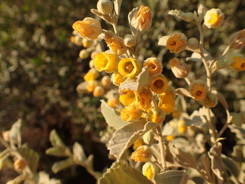 Hermannia incana, photograph 5