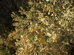 Hermannia incana, photograph (c) agujaceratops, some rights reserved (CC BY)