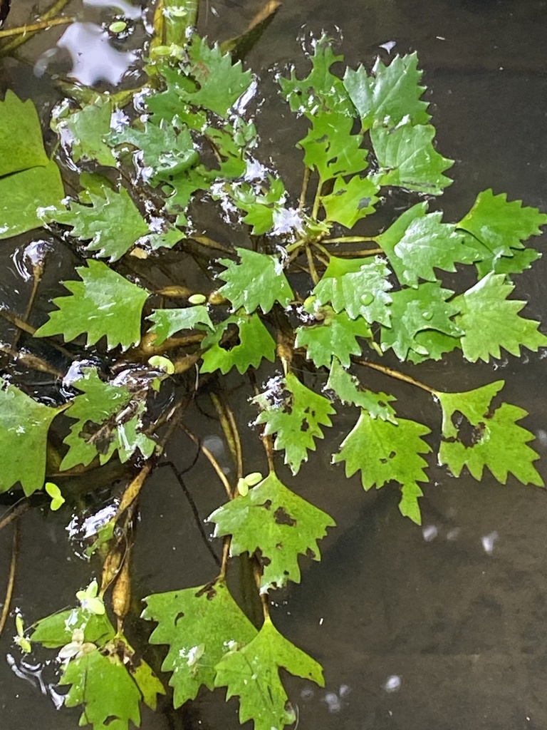 Sinuate Example Sinuate-leaved water-chestnut in September 2024 by α Sco · iNaturalist