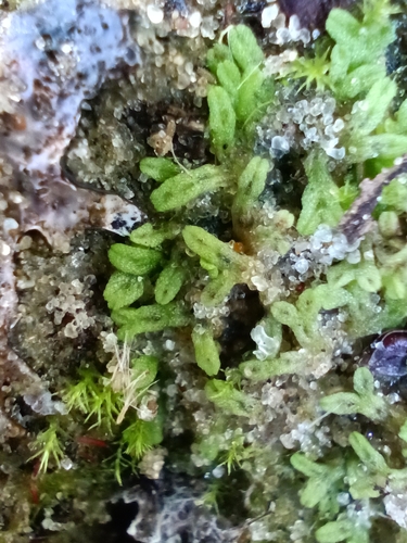 Image of Riccia huebeneriana by (c) Михаил Языков, some rights reserved (CC BY)