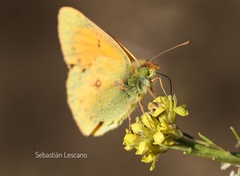 Colias vauthierii