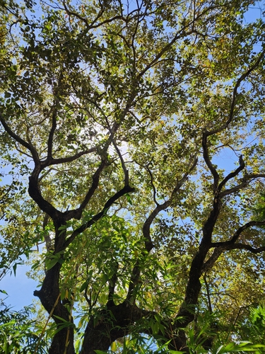 Quercus oleoides (Quercus oleoides)