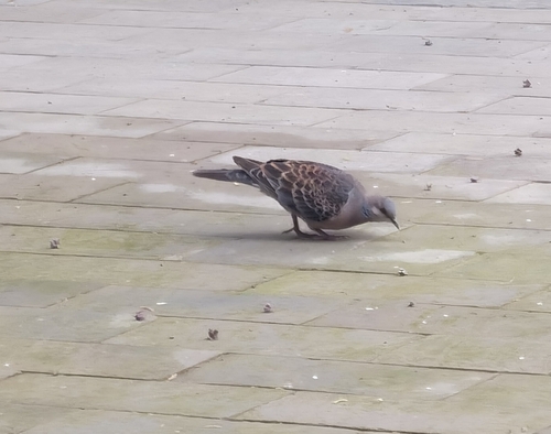 Oriental Turtle-Dove
