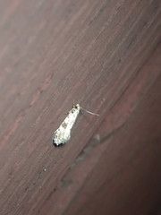 Nemapogon auropulvella