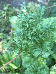 Petroselinum crispum