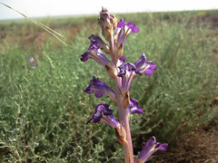 Orobanche amoena