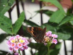 Junonia stemosa