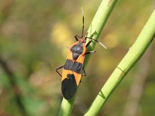 Large Milkweed Bug photographed in Ohio