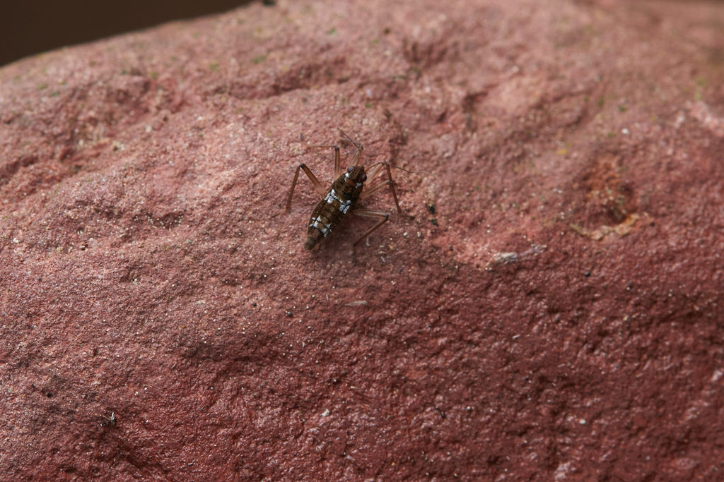 Thanthirimalaya Insect Thirumalaia from 中国广西壮族自治区防城港市上思县 on March 11, 2024 at 09:54 AM by Li ...