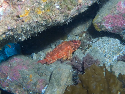 Rainbow scorpionfish (Scorpaenodes xyris) — Scorpaenidae — 5