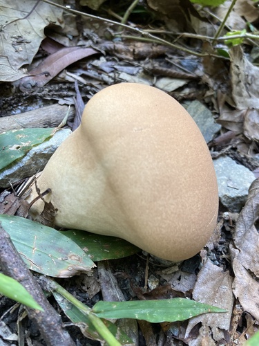 Calvatia craniiformis