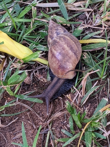 Achatina albopicta, 2024-09-18