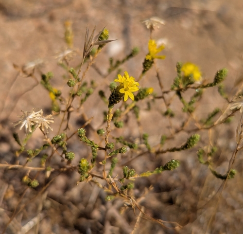 Image of Lessingia glandulifera by (c) Logan J.L. Bradley, some rights reserved (CC BY)