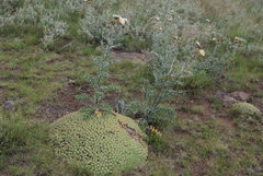 Berkheya cirsiifolia image