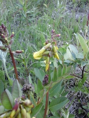 Astragalus frigidus